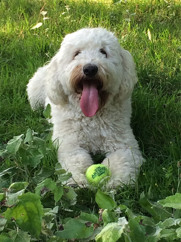 labradoodle image Jonge honden